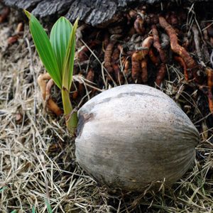 Keratailam (Coconut Oil)