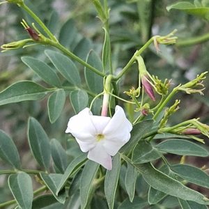 Jati (Jasmine leaf)