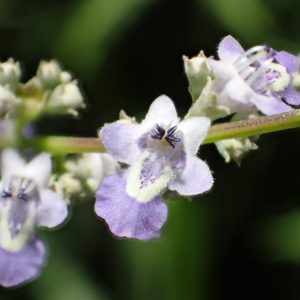 Nirgundi