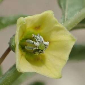 Mridukunchika