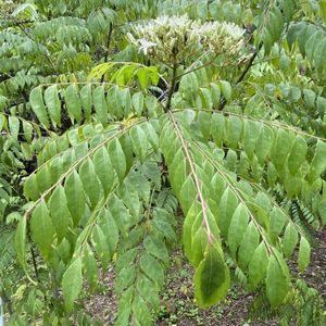 Katukika (Curry leaf)