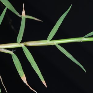 Durva