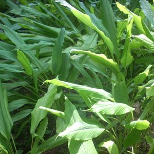 Nisa (Turmeric)