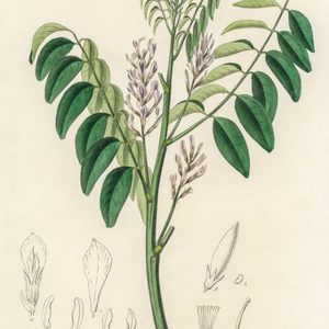 Madhuka (Licorice)