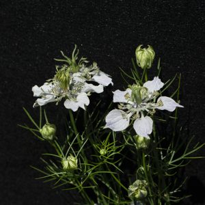 Krishnajiraka (Black cumin)